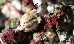 Synchytrium papillatum