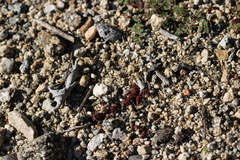 Synchytrium papillatum