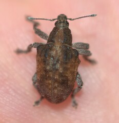 Gonipterus platensis