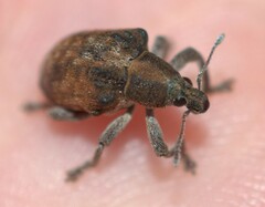 Gonipterus platensis