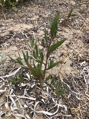 Atriplex australasica