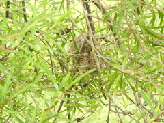 Fluvicola albiventer