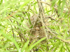 Fluvicola albiventer