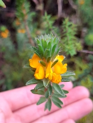 Pultenaea tuberculata