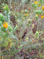 Pultenaea tuberculata