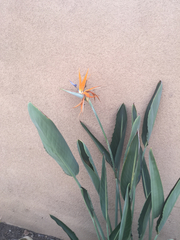 Strelitzia reginae reginae