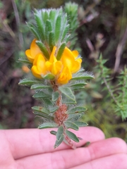 Pultenaea tuberculata