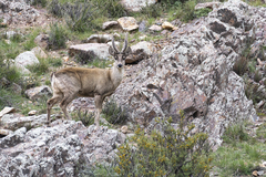 Hippocamelus antisensis