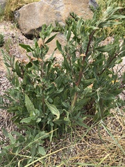 Atriplex australasica