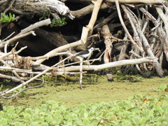 Fluvicola albiventer