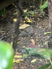 Zentrygon costaricensis