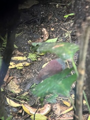 Zentrygon costaricensis