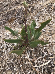 Atriplex australasica