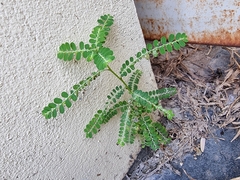 Phyllanthus amarus