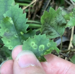 Hoheriococcus fionae