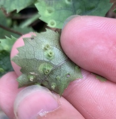 Hoheriococcus fionae