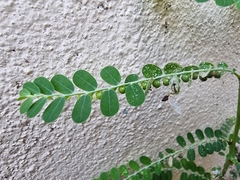 Phyllanthus amarus