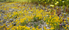 Eriophyllum wallacei