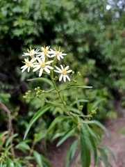 Olearia fulgens