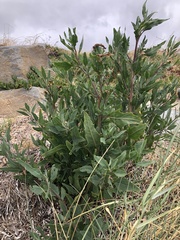 Atriplex australasica