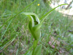 Pterostylis monticola