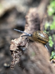 Ovachlamys fulgens