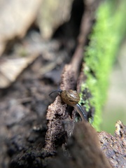 Ovachlamys fulgens