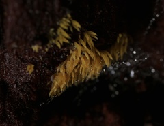 Mucronella flava