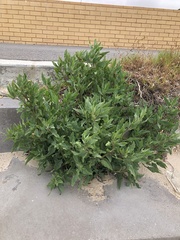 Atriplex australasica