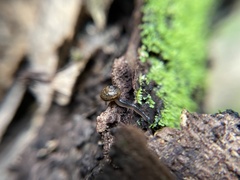 Ovachlamys fulgens