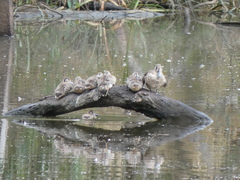 Malacorhynchus membranaceus