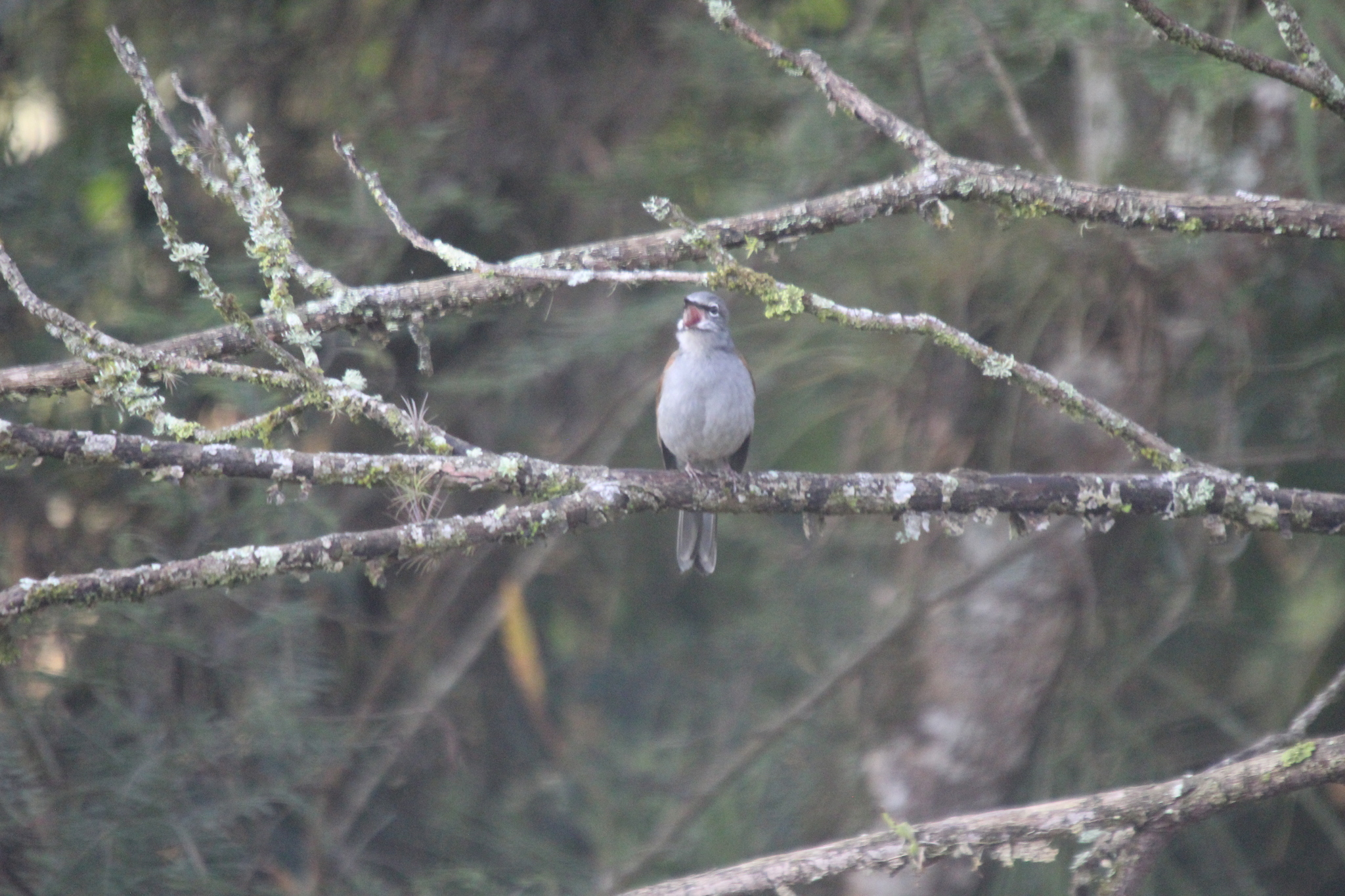 Myadestes occidentalis Stejneger, 1882