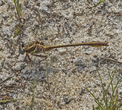 Phanogomphus minutus