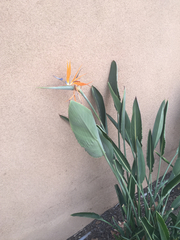 Strelitzia reginae reginae