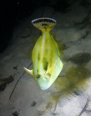 Meuschenia freycineti