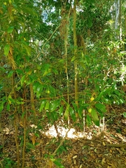 Cryptocarya laevigata