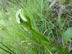 Pterostylis monticola