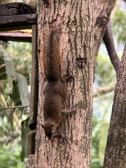 Sciurus granatensis