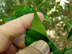 Cryptocarya laevigata