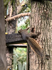 Sciurus granatensis