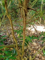 Cryptocarya laevigata