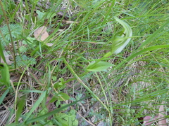 Pterostylis monticola