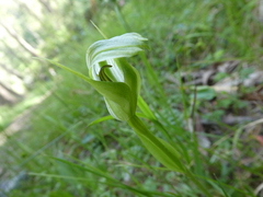 Pterostylis monticola