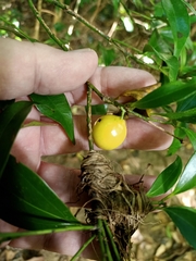 Cryptocarya laevigata
