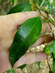 Cryptocarya laevigata