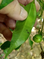 Cryptocarya laevigata