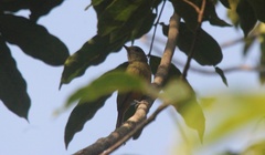 Mionectes oleagineus