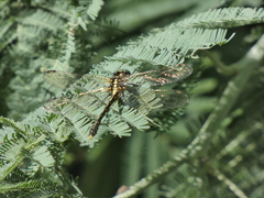 Austrogomphus ochraceus