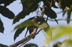 Mionectes oleagineus