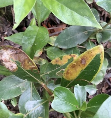 Corythoxestis zorionella